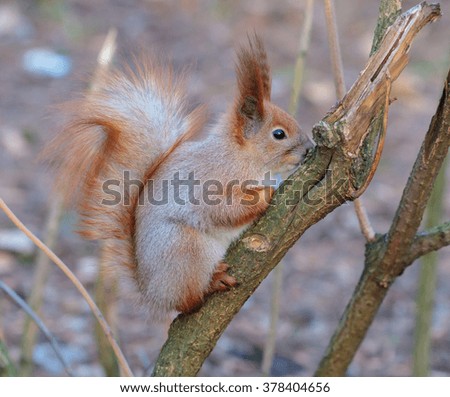 Squirrel in the winter sitting on tree branch