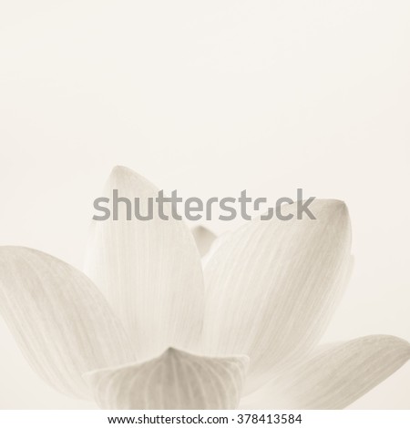 classic color lotus in soft style for background