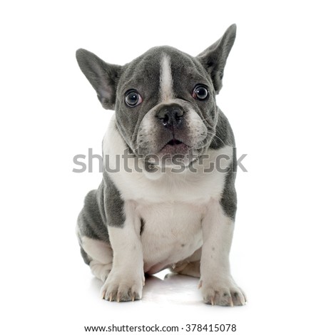 grey french bulldog in front of white background