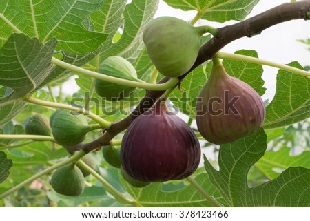 Figs on the branch of a fig tree Royalty-Free Stock Photo #378423466