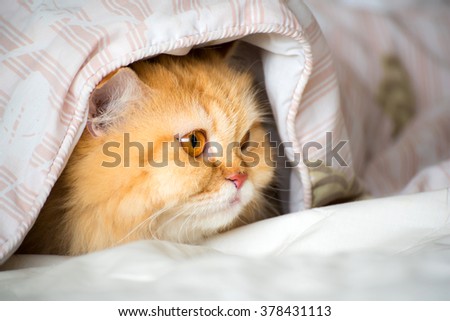pretty yellow cat under blanket