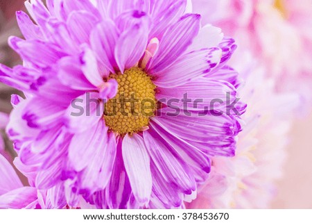 Chrysanthemum close up 