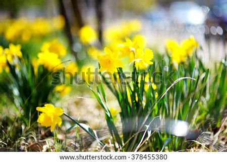 Bright yellow daffodils close up 