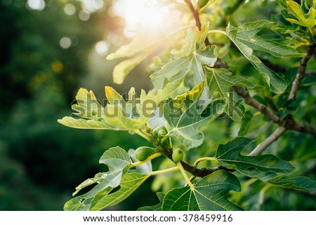 Figs on the tree Royalty-Free Stock Photo #378459916