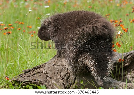 Porcupine (Erethizon dorsatum) with Back to Viewer - captive animal