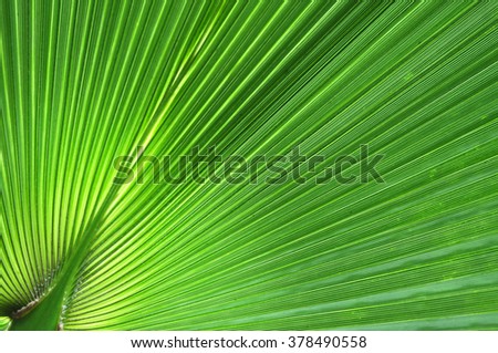 Green palm leaf closeup background