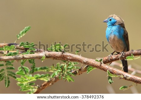 Blue Waxbill - Colorful African Wild Bird Background - Beautiful Bliss