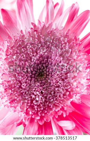 macro of a class 8 Anemone Chrysanthemum flower spray painted to add a variety of color
