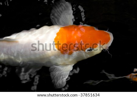 Beautiful koi carp fish in a dark water background