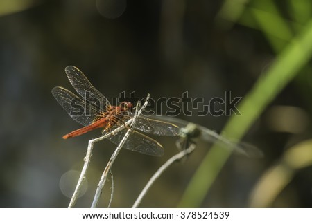 Red Dragonfly
