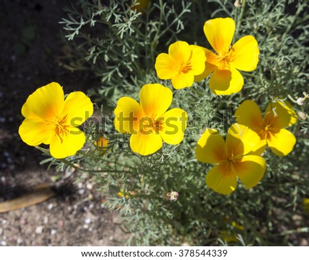 Brilliant buttercup yellow flowers of Eschscholzia californica (Californian poppy,golden poppy, California sunlight, cup of gold)  a species of flowering plant in  family Papaveraceae  are bright.