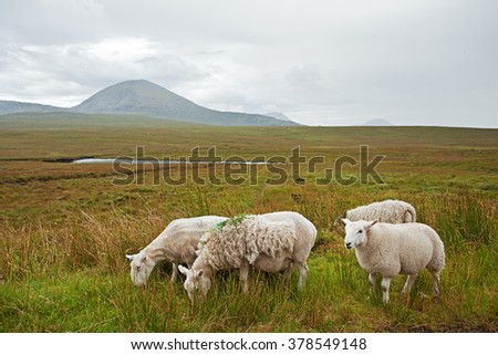 Scotland land, sheep