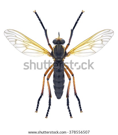 Fly Molobratia teutonus (female) on a white background