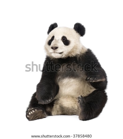 Giant Panda, Ailuropoda melanoleuca, 18 months old, in front of a white background, studio shot