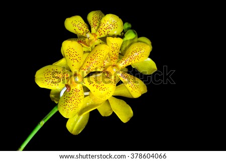 beauty yellow dendrobium orchid in black background, file includes a excellent clipping path