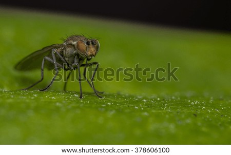 Macro photo of a Dolichopodidae fly, insect