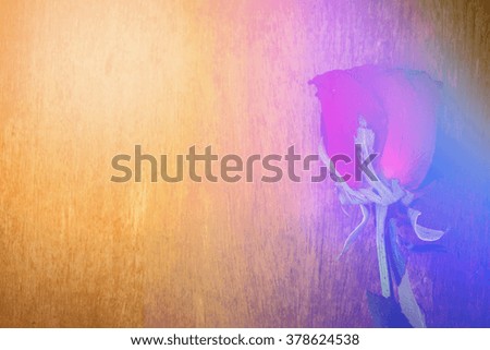 Red rose on wood,Valentine day with color filters