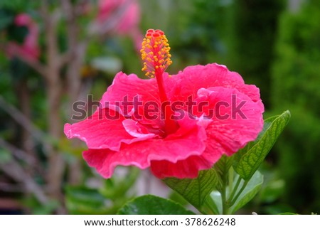 Pink hibiscus, Hibiscus Schizopetalus or Coral Hibiscus Flower, on tree. ** Note: Shallow depth of field