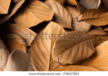 Dried leaves beautiful background