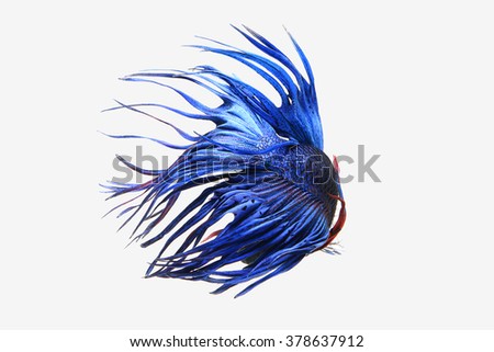 Blue Crown tail betta fish isolated on white background.