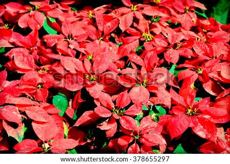 Christmas Flowers, Poinsettias with green and red leaves.