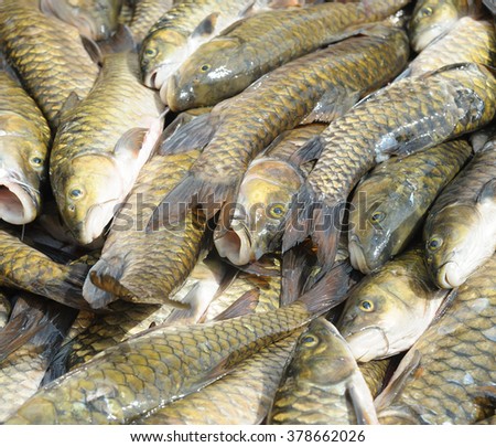 Malaysian fresh water fish called Malaysian Mahseer or Kelah or Pelian. This fish is famous for game fishing in nature river but only can be found in preserve nature river mostly in Sabah Borneo.