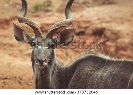 A huge Kudu Bull antelope in zoo.  vintage tone