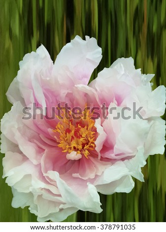 Tree peony (Paeonia suffruticosa) with clipping path on a abstract background.