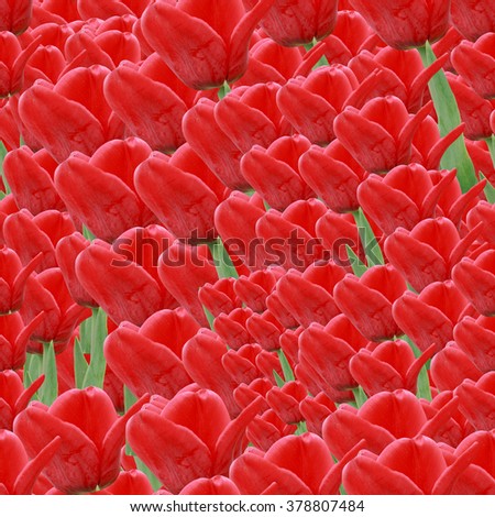 Seamless background of red tulips