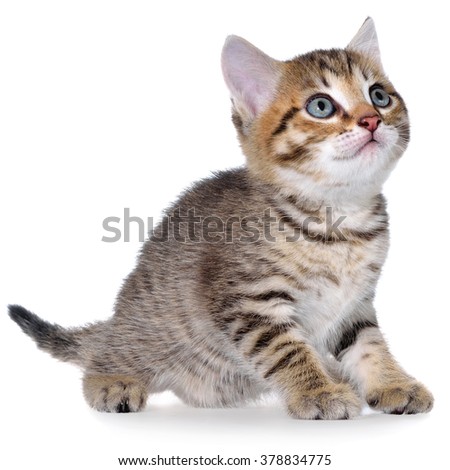 Shorthair brindled kitten crawling sneaking isolated.