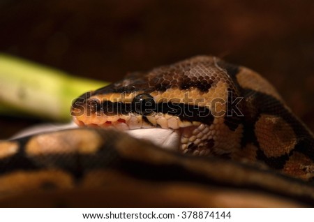 Pastel Ball python