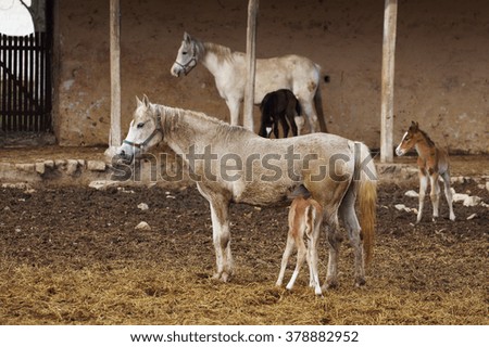 picture of a mare with her foal 