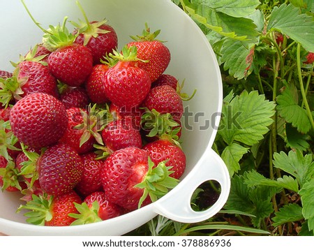 Close up fresh strawberries in natural colorful background in the morning sunlight
