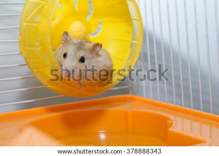 Hamster playing toy in the house  happily