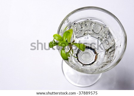 big drink with leaf of mint