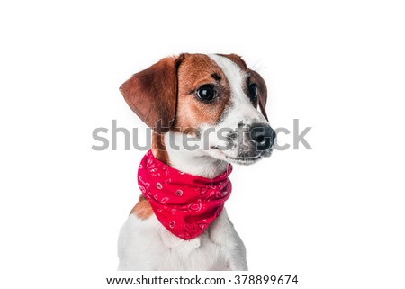 Jack Russell in red bandana