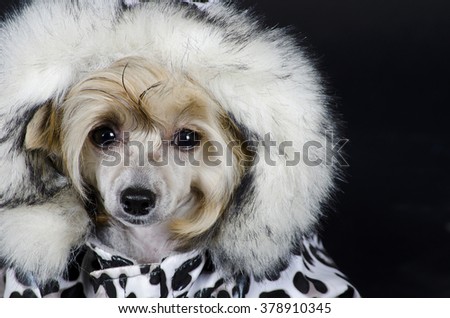 Funny Chinese Crested dog (Powderpuff variety, puppy) wearing a spotted winter costume (on a black background)