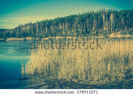 Vintage landscape of lake with reeds.