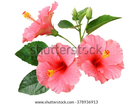 Pink Hibiscus on white background with path Royalty-Free Stock Photo #378936913