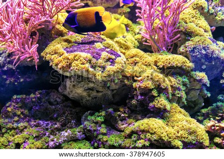 Underwater World, corals and beautiful fish. Aquarium. Wonderful and beautiful underwater world with corals and tropical fish. Beautiful fishes in water tank. Close up tropical fish underwater.