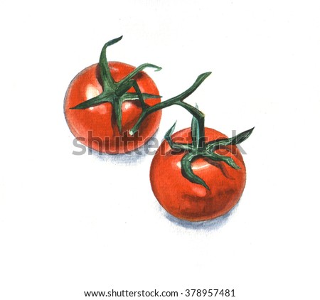 Watercolor painting, still life, tomatoes on a white background.