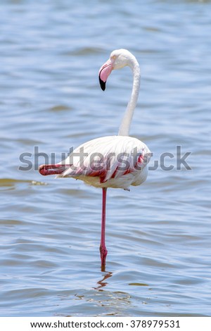 Flamingo in the ocean