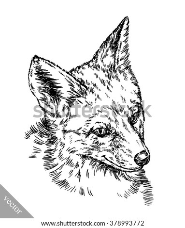 engrave ink draw fox illustration