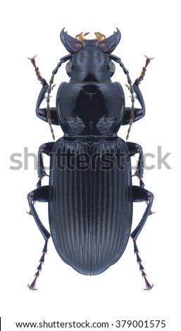 Beetle Pterostichus niger on a white background