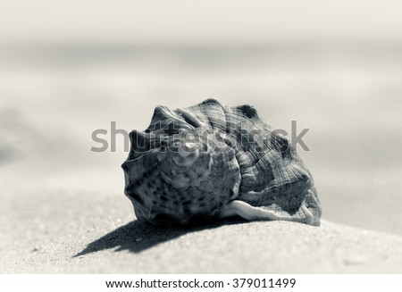 Sea shell on the sandy beach closeup, black and white photo. Seashell at soft blur background.