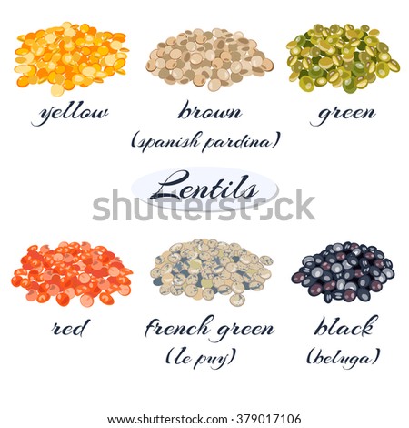 Various types of lentils (yellow, brown, green, red, french green, black lentils). Vector illustration. Royalty-Free Stock Photo #379017106