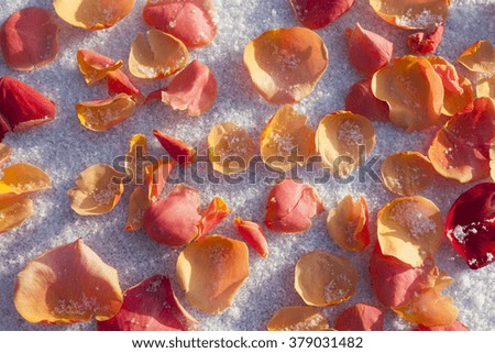 Orange, yellow, red and pink rose petals laying on the snow