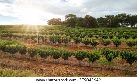 Plantation - Sunlight at the coffee plantation landscape - Brazil Royalty-Free Stock Photo #379045642