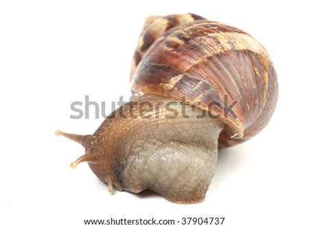 illustration of snail on white