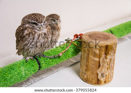Two Little Owls on timber